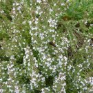 Thyme Common Heirloom Seeds Medicinal & Culinary Herb Gmo Free 50 Seeds Fresh Garden