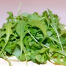 Arugula Heirloom Seeds Medicinal & Culinary Herb Non Gmo 200 Seeds Fresh Garden