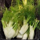 Fennel Florence 200 Seeds Medicinal & Culinary Herb Easy To Grow Non Gmo Fresh Garden