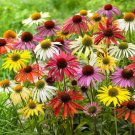 25 Seeds Cheyenne Spirit Coneflower Echinacea Orange Red Yellow Purple Pink Mix Fresh Garden