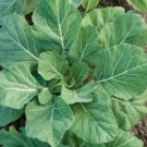 Georgia Southern Collard Greens Heirloom Seeds 1000 Seeds Fresh Garden