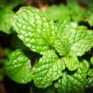500 Seeds Spearmint (English Mint) Mentha Spicata Herb Flower Fresh Garden