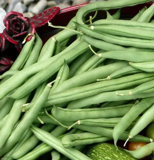 Blue Lake Pole Bean Heirloom Seeds 50 Seeds Fresh Garden