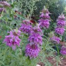 4000 Seeds Bee Balm Lemon Mint Monarda Citriodora Herb Purple Flower Fresh Garden 4000 Seeds Bee Balm Lemon Mint Monarda Citriodora Herb Purple Flower Fresh Garden