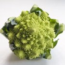 500 Seeds Romanesco Broccoli Broccoflower Roman Cauliflower Pyramid Broccolo Fresh Garden
