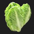 6000 Seeds Little Gem Lettuce Small Romaine Butterhead Lactuca Sativa Vegetable Fresh Garden