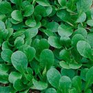 500 Seeds Dutch Corn Salad Lambs Lettuce Valerianella Locusta Herb Vegetable Fresh Garden