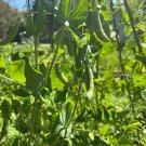 50 Seeds Super Sugar Snap Pea Pisum Sativum Macrocarpon Vegetable Fresh Garden