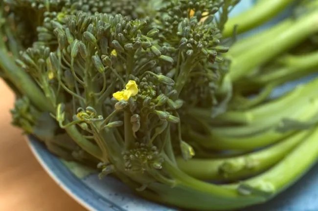 1000 Early Fall Rapini Broccoli (Broccoli Raab / Broccoli Rabe / Brocoletti ) Fresh Garden