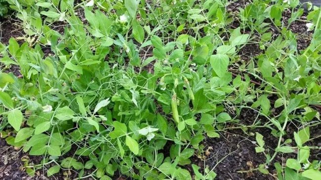 50 Seeds Sugar Ann Pea Stringless Sweet Green Snap Pisum Sativum Vegetable Fresh Garden