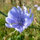 Chicory 200 Seeds Heirloom Culinary & Medicinal Herb Coffee Substitute Fresh Garden