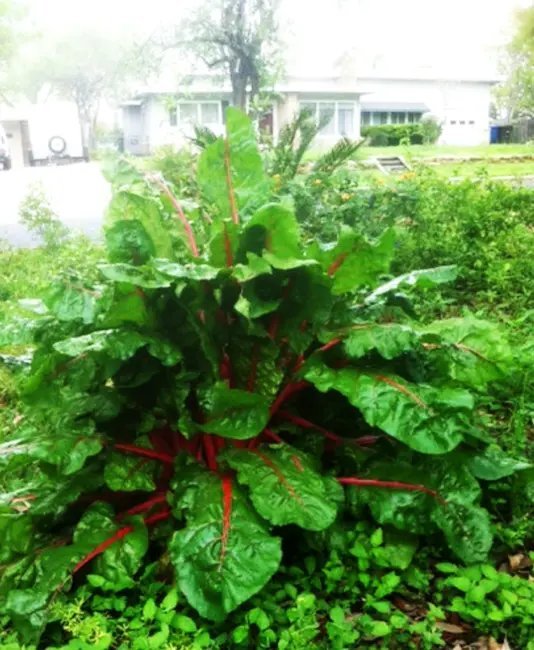 Swiss Chard Ruby Red 100 Seeds Heirloom Vegetable Open Pollinated Fresh Garden