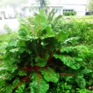 Swiss Chard Ruby Red 100 Seeds Heirloom Vegetable Open Pollinated Fresh Garden