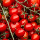 Tomato Sweetie 50 Seeds Heirloom Vegetable Indeterminate Plant Fresh Garden