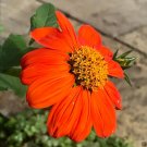 Sunflower Mexican Heirloom Seeds Easy To Grow 50 Seeds Fresh Garden