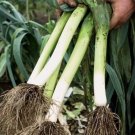 Leek Giant Musselburgh 200 Seeds Heirloom Vegetable Fresh Garden