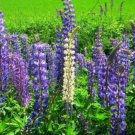 Lupine Perennial 50 Seeds Pollinator & Hummingbird Friendly Fresh Garden