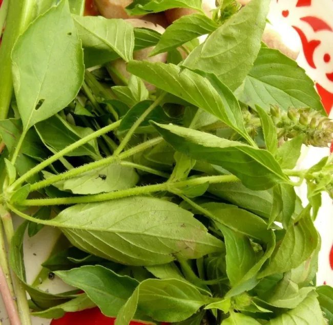 Basil Lemon 250 Seeds Heirloom Culinary & Medicinal Herb Non Gmo Fresh Garden
