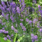 1000 True English Lavender Vera Lavandula Angustifolia Vera Herb Purple Seeds Fresh Garden