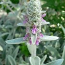 Lamb'S Ear 50 Seeds Medicinal Herb Gmo Free (Stachys Byzantina Lanata) Fresh Garden