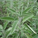 Sage Broadleaf Heirloom Seeds Medicinal & Culinary Herb Seed 50 Seeds Fresh Garden