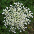 Queen Anne'S Lace Heirloom Seeds Floral Design & Medicinal Herb 100 Seeds Fresh Garden