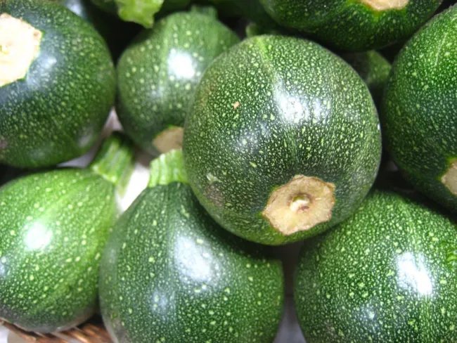 Squash Zucchini Round Summer 25 Seeds Heirloom Gmo Free (Cucurbita Pepo) Fresh Garden