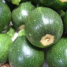 Squash Zucchini Round Summer 25 Seeds Heirloom Gmo Free (Cucurbita Pepo) Fresh Garden