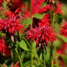 Bee Balm Scarlet Bergamot Heirloom Seeds Culinary & Medicinal Herb 20 Seeds Fresh Garden