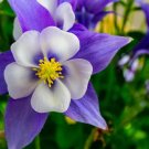 Columbine Colorado Blue 100 Seeds Pollinator & Hummingbird Friendly Fresh Garden