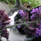 Catnip Heirloom Seeds Medicinal Herb Cat Lover'S Favorite 500 Seeds Fresh Garden