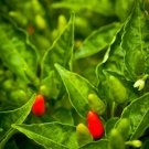 Pepper Birds Eye Chili (Thai Hot) Heirloom Seeds Culinary 30 Seeds Fresh Garden