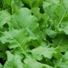 Seven Top Turnip Greens Heirloom Seeds Turnip Greens Non Gmo 300 Seeds Fresh Garden