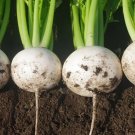 Shogoin Japanese Turnip Heirloom Seeds ~300 Seeds Fresh Garden