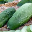 Cucumber Boston Pickling 30 Seeds Heirloom Vegetable Open Pollinated Fresh Garden