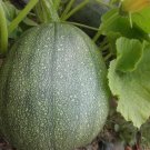 35 Sweet Tatume Squash Cucurbita Pepo Calabash Calabacita Mexican Zucchini Seeds Fresh Garden