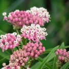 Swamp Milkweed Seeds Asclepias Incarnata 150 Seeds Fresh Garden
