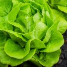 250 Seeds Lettuce Tom Thumb Butterhead Heirloom Vegetable (Lactuca Sativa) Fresh Garden