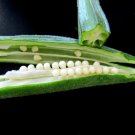 150 Seeds Emerald Green Velvet Okra Spineless Abelmoschus Esculentus Vegetable Fresh Garden