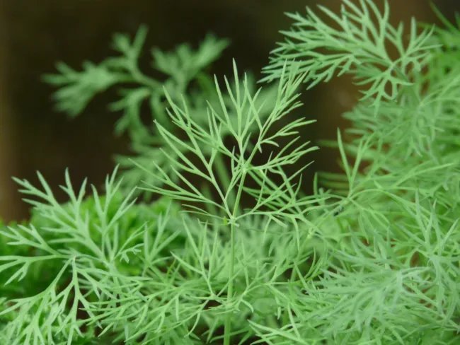 Dill Bouquet Heirloom Seeds Culinary Herb Nongmo 100 Seeds Fresh Garden