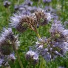 Lacy Phacelia Wildflower Seeds 500 Seeds Easy To Grow Fresh Garden
