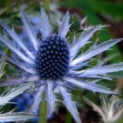 Blue Sea Holly 50 Seeds Great Cut Flower Dried Flower Eryngium Planum Fresh Garden