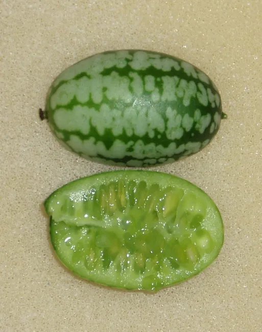 Mouse Melon (Cucamelon) 10 Seeds Heirloom Fruit Cucurbit Culinary Plant Fresh Garden