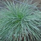 Blue Fescue Grass 100 Seeds Festuca Glauca Ground Cover Perennial Zones 4 10 Fresh Garden