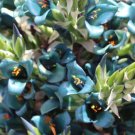Sapphire Tower Seeds For Planting 10 Seeds Fresh Garden
