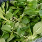 Organic Komatsuna Mustard Spinach Plant 20 Seeds Fresh Garden