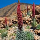 25 Seeds Tower Of Jewels Red Bugloss Echium Wildpretii Ruby Hummingbird Flower Fresh Garden