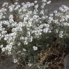 3000 Seeds Snow In Summer (Chickweed) Cerastium Biebersteinii Flower Fresh Garden