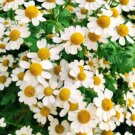 Chamomile German 200 Seeds Heirloom Medicinal & Culinary Herb Non Gmo Fresh Garden