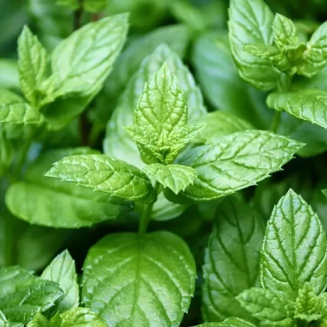 Peppermint 100 Seeds Medicinal & Culinary Herb Gmo Free (Mentha Piperita) Fresh Garden